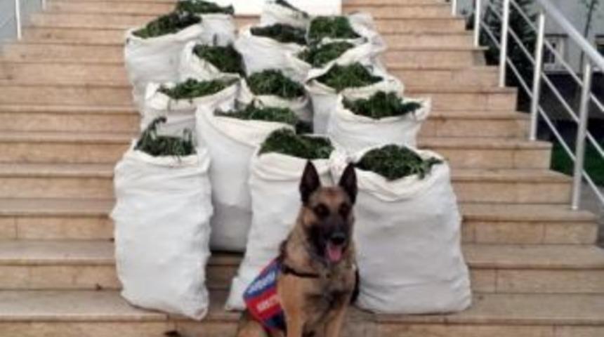 Bing&ouml;l'de Uyuşturucu Tarlalarına Operasyon