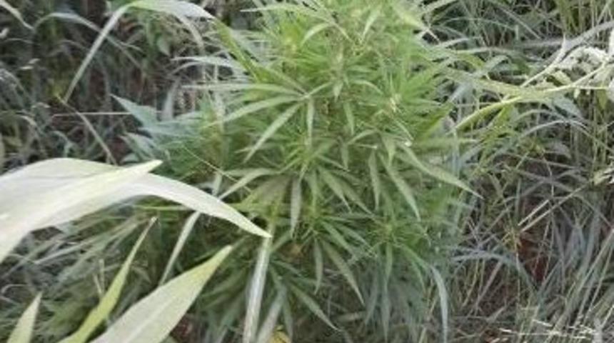 Tarlada 265 Bin 860 K&ouml;k Kenevir Ele Ge&ccedil;irildi