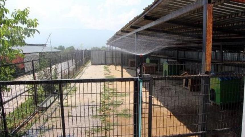 Barınakta K&ouml;peklere Fıskiyeli Serinlik