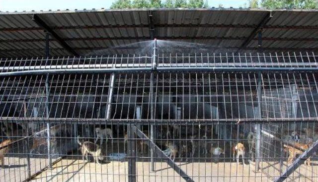 Barınakta K&ouml;peklere Fıskiyeli Serinlik 1