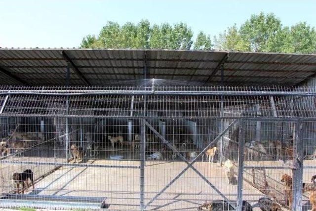 Barınakta K&ouml;peklere Fıskiyeli Serinlik 2