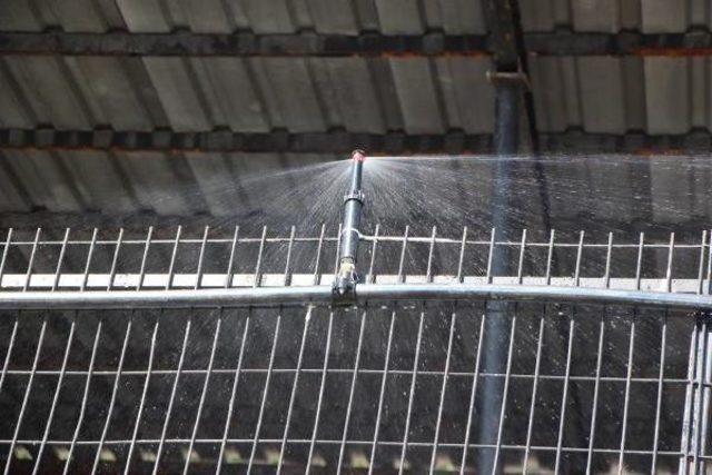 Barınakta K&ouml;peklere Fıskiyeli Serinlik 3