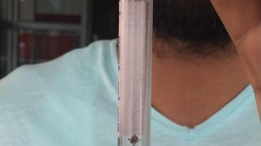 (&ouml;zel Haber) Kendisini Isıran Keneyi Alıp Hastaneye G&ouml;t&uuml;rd&uuml;