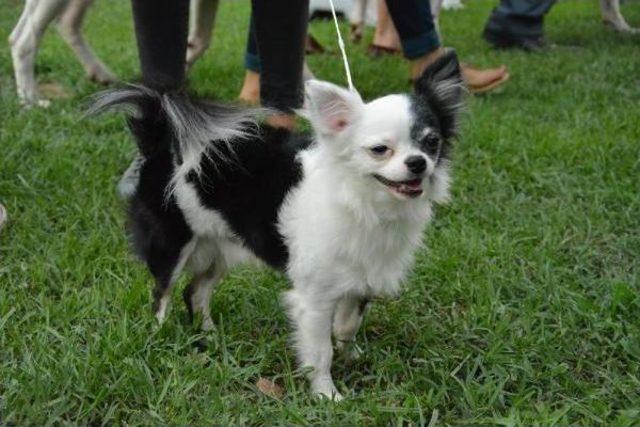 Hem Yarışıp, Hem De Eğlendiler 2