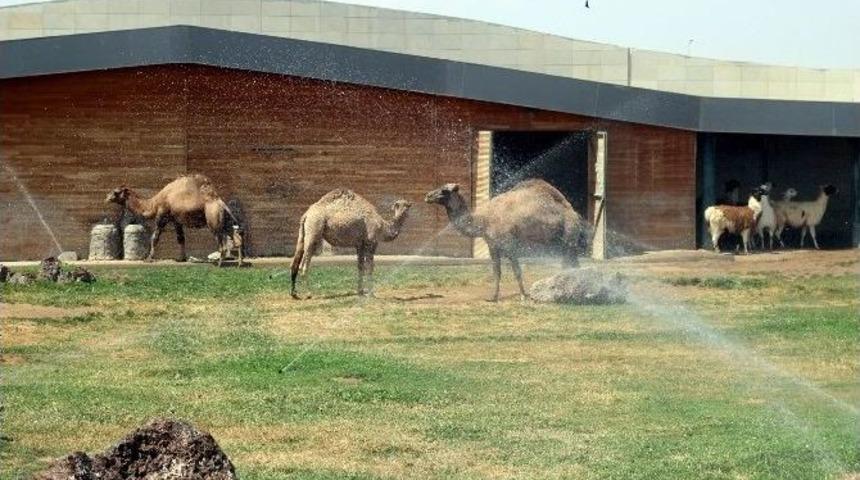 Hayvanat Bah&ccedil;esi Sakinleri B&ouml;yle Serinletiliyor