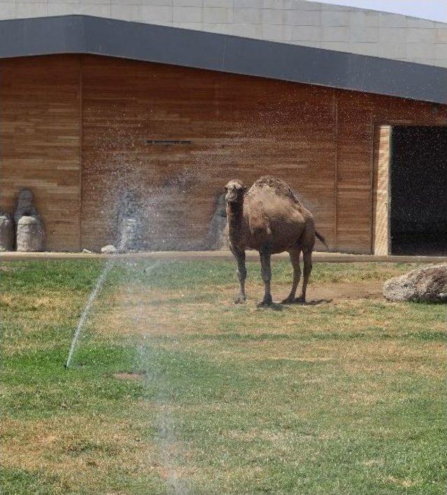 Hayvanat Bah&ccedil;esi Sakinleri B&ouml;yle Serinletiliyor 1