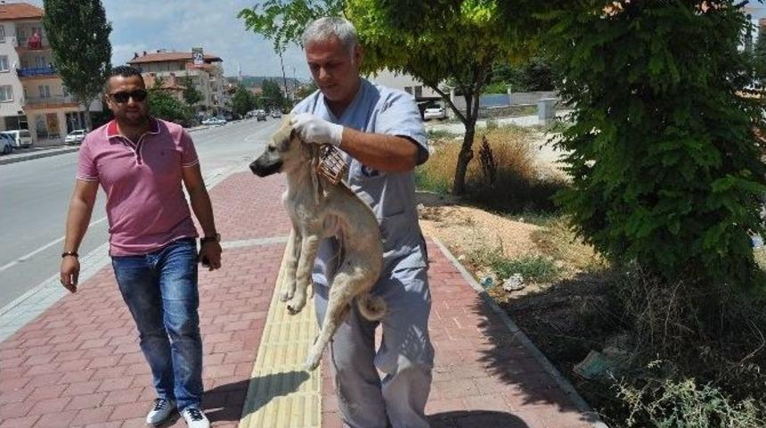 -yaralı K&ouml;peğe B&uuml;y&uuml;kşehir Belediyesi Sahip &Ccedil;ıktı