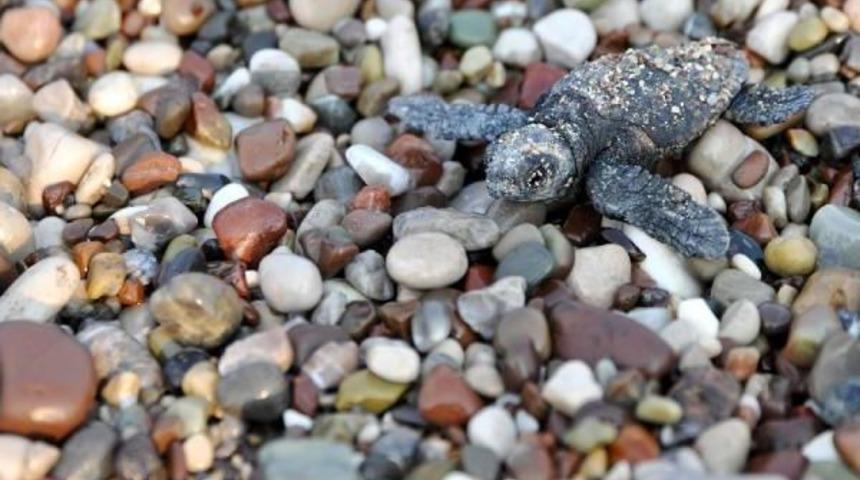 Baby Caretta Carettas On A Compelling Journey In Southern Turkey