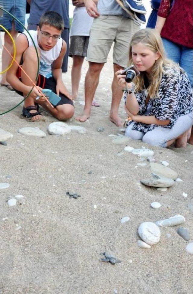 Baby Caretta Carettas On A Compelling Journey In Southern Turkey