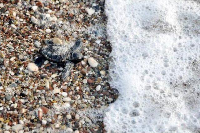 Baby Caretta Carettas On A Compelling Journey In Southern Turkey