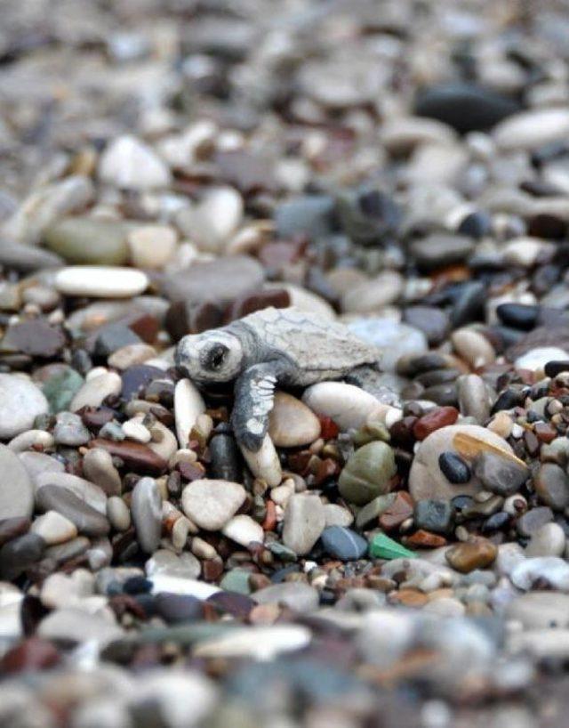 Baby Caretta Carettas On A Compelling Journey In Southern Turkey