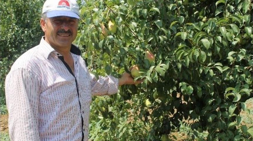 Armudun Tadı Kalmadı