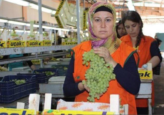 Alaşehir'de Bu Yılın Ilk Üzüm Ihracatı Gerçekleşti