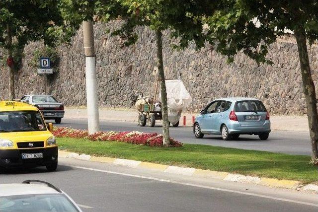 At Arabası Trafikte 1