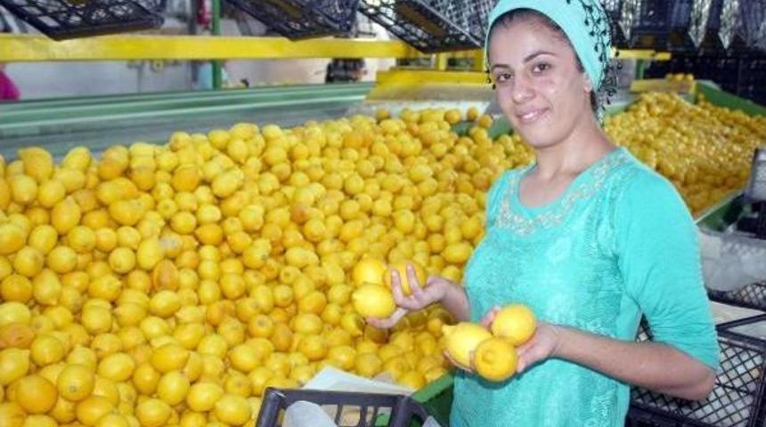 Limon Kazandırmaya Devam Ediyor