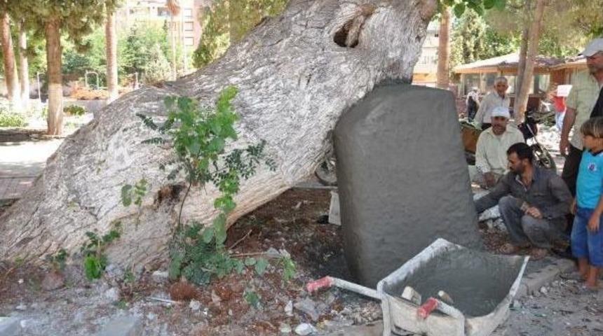 400 Yıllık Ağaca Beton Destek