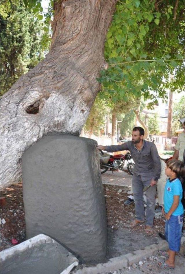 400 Yıllık Ağaca Beton Destek