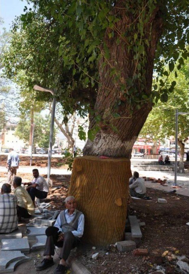 400 Yıllık Ağaca Beton Destek