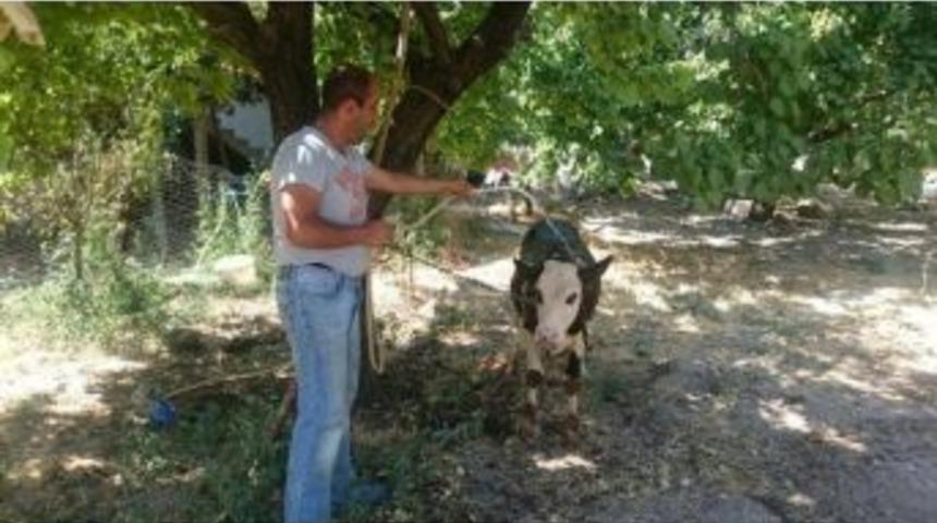 Sıcaklar Hayvanları Da Etkiliyor