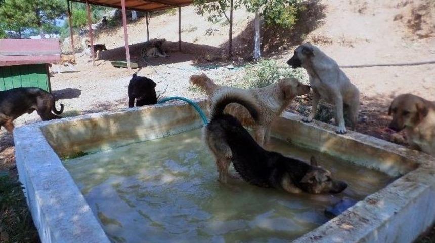 K&ouml;pekler İ&ccedil;in Havuz