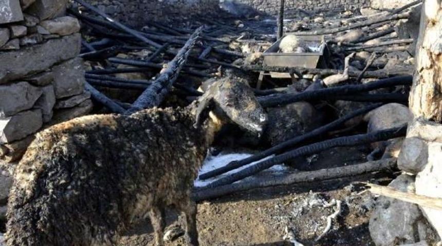 Ahırdaki Yangında 230 Koyun Yanarak Telef Oldu