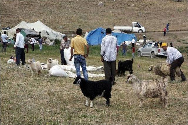 Hakkari&rsquo;de Kuzu Kırpma Şenliği S&ouml;n&uuml;k Ge&ccedil;ti 1