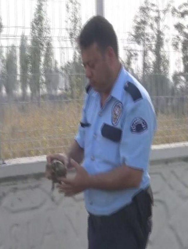 Polis Memuru Kaplumbağayı Yanmaktan Kurtardı 2