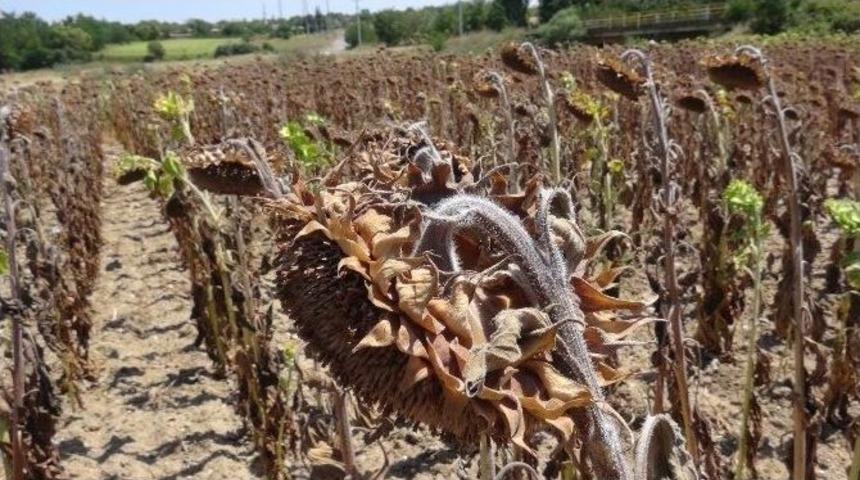 &Ccedil;ift&ccedil;i Yağmur Bekliyor