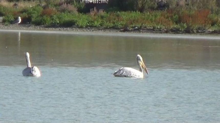 &Ccedil;ıldır Ve Aktaş G&ouml;l&uuml; Pelikanlara Ev Sahipliği Yapıyor