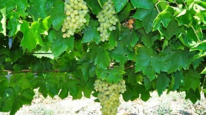 Manisa'nın Iki Değeri; &Uuml;z&uuml;m Ve Mesir Macunu Gazozda Buluştu