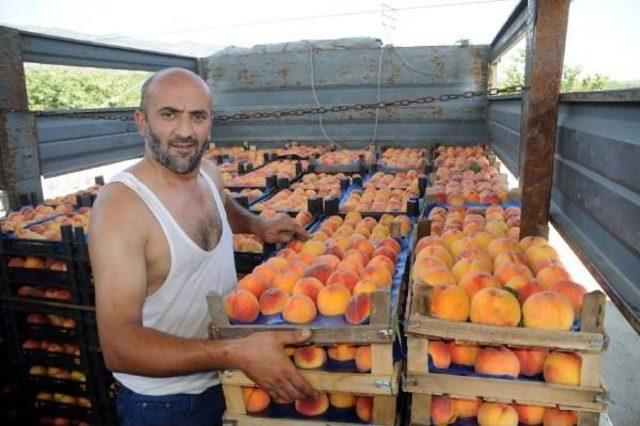 Tokat'taki Şeftali Üreticilerinin 'terör' Endişesi