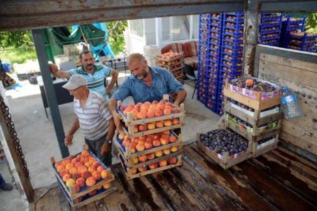 Tokat'taki Şeftali Üreticilerinin 'terör' Endişesi