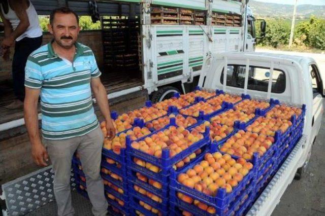 Tokat'taki Şeftali Üreticilerinin 'terör' Endişesi