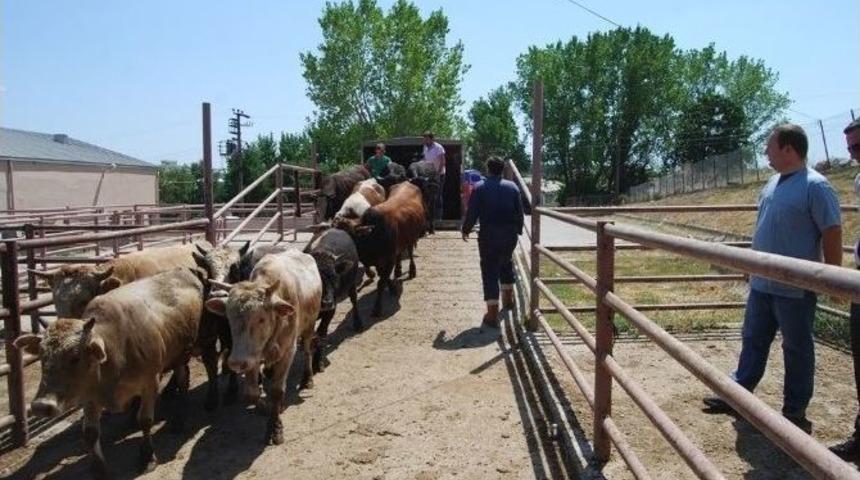 Tekirdağ&rsquo;da 40 Ka&ccedil;ak Dana Yakalandı