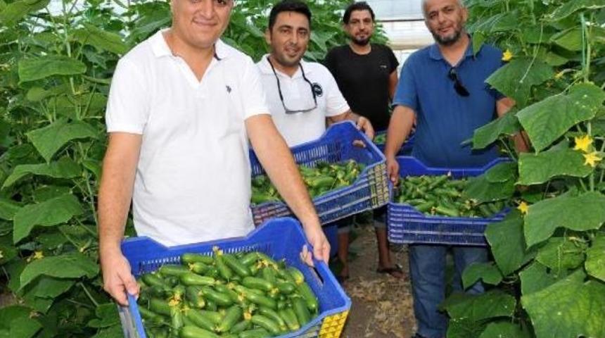 Yazın Serada Salatalık D&ouml;nemi Başladı