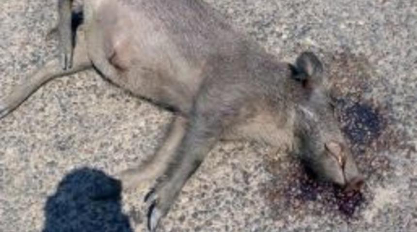 Domuzlar Dağlardan Yerleşim Yerlerine İnmeye Başladı