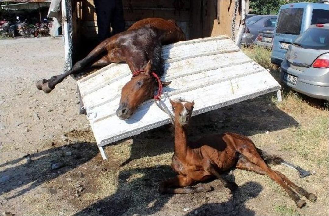 Yaralı Atlardan İnsanlık Dersi