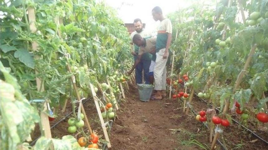 Somali Tarım Okulu Projesi Meyvelerini Verdi