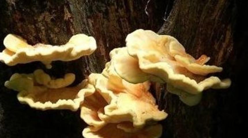 Zehirli Mantara Dikkat