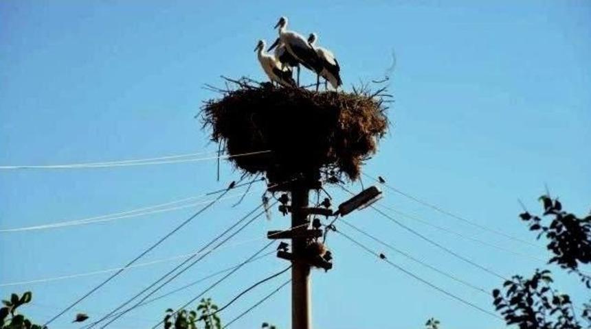 Sarıg&ouml;l Belediyesi Leyleklere Yeni Yuva Yaptı