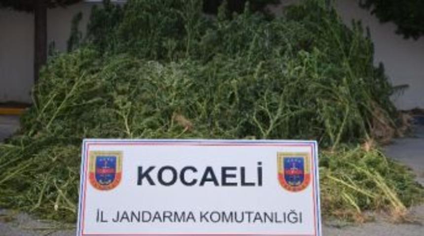 Kocaeli&rsquo;de 4 Bin 970 K&ouml;k Kenevir, 3 Kilo 250 Gram Esrar Ele Ge&ccedil;irildi