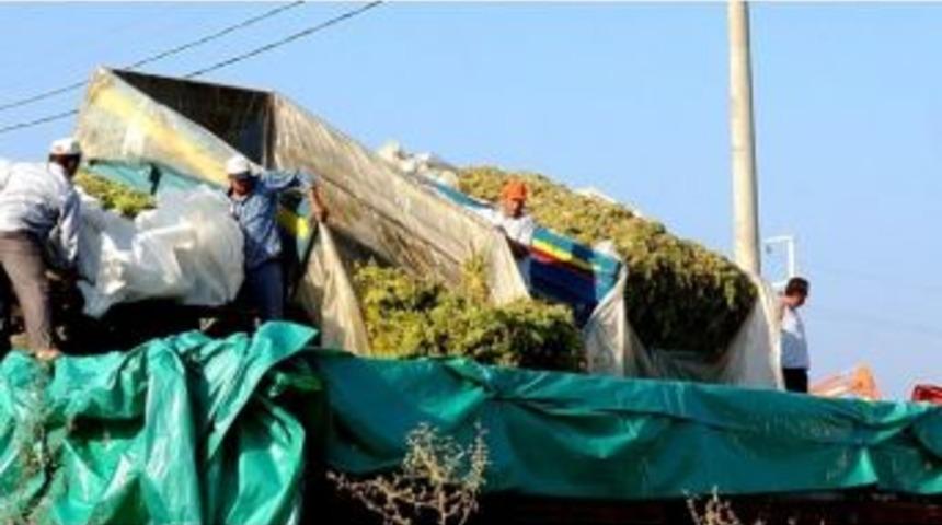 Sarıg&ouml;l&rsquo;de Şaraplık &Uuml;z&uuml;m Alımlarına Başlandı