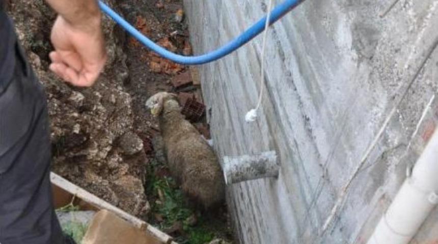 İnşaat &Ccedil;ukuruna D&uuml;şen Koyunu Itfaiyeciler Kurtardı