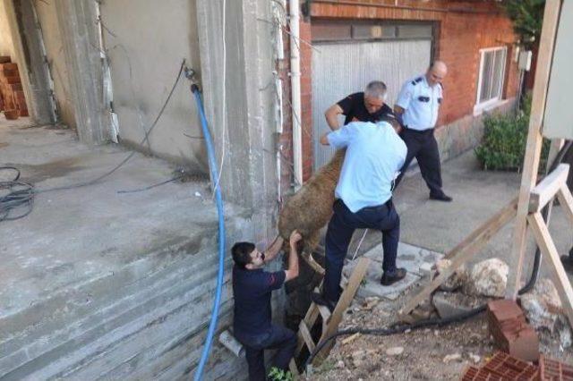 İnşaat Çukuruna Düşen Koyunu Itfaiyeciler Kurtardı 1