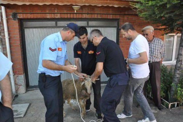 İnşaat Çukuruna Düşen Koyunu Itfaiyeciler Kurtardı 2