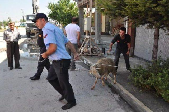İnşaat Çukuruna Düşen Koyunu Itfaiyeciler Kurtardı 3