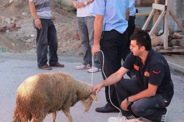 Eskişehir’de Koyun Kurtarma Operasyonu