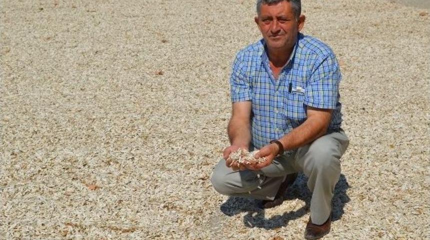 &Ccedil;erezlik Ay&ccedil;i&ccedil;eğinde Hasat Umutlu Başladı