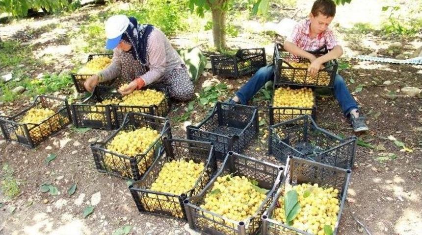 Mersinli Kiraz &Uuml;reticileri Dertli