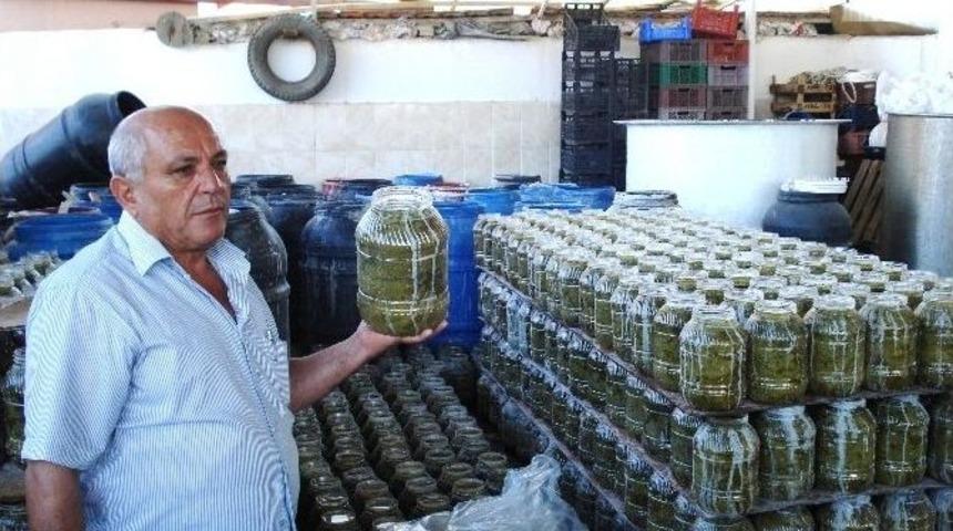 Sarıg&ouml;l&rsquo;den Yurtdışına Bağ Yaprağı İhracatı